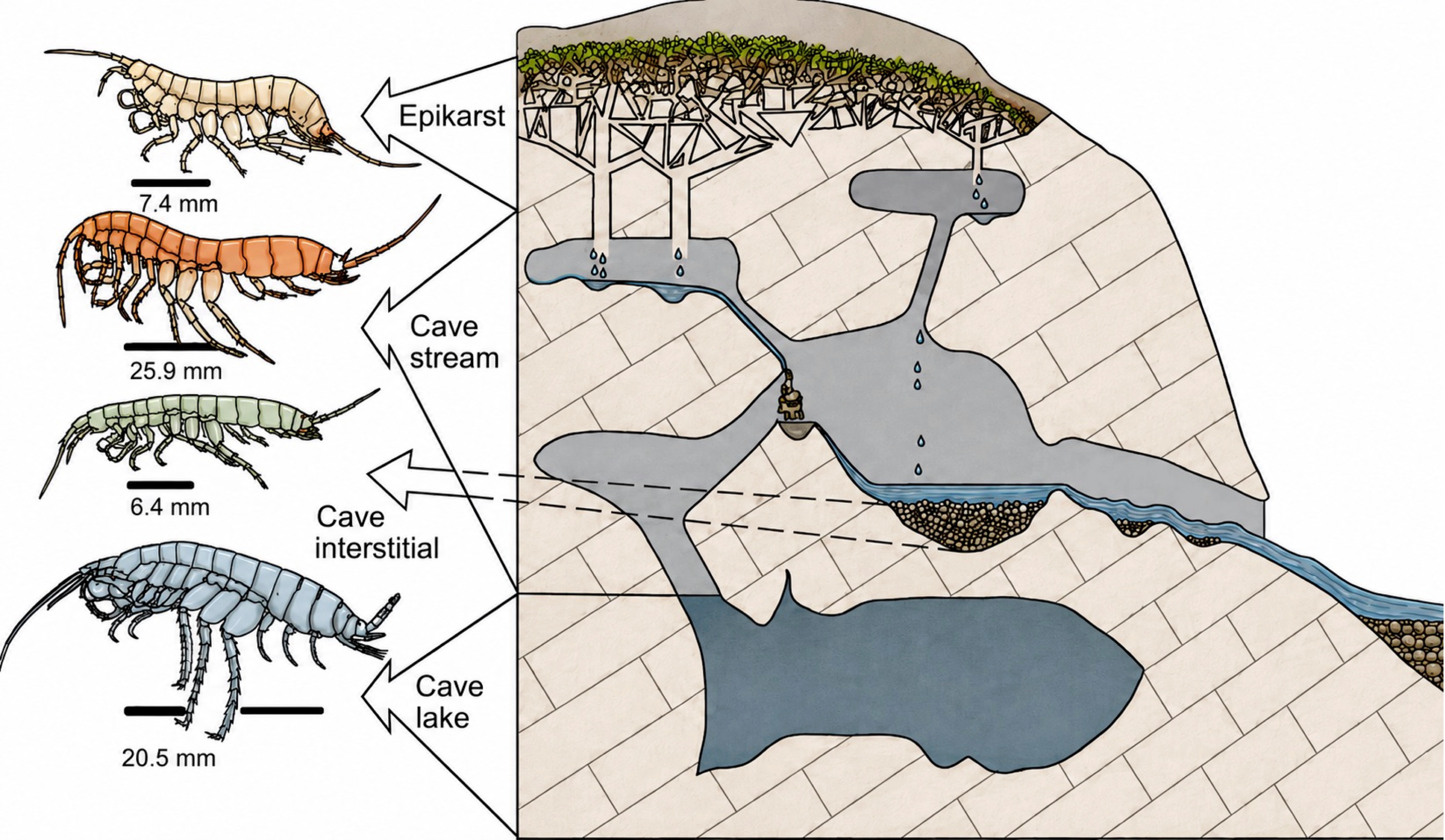 Evoluční konvergence u podzemních blešivců