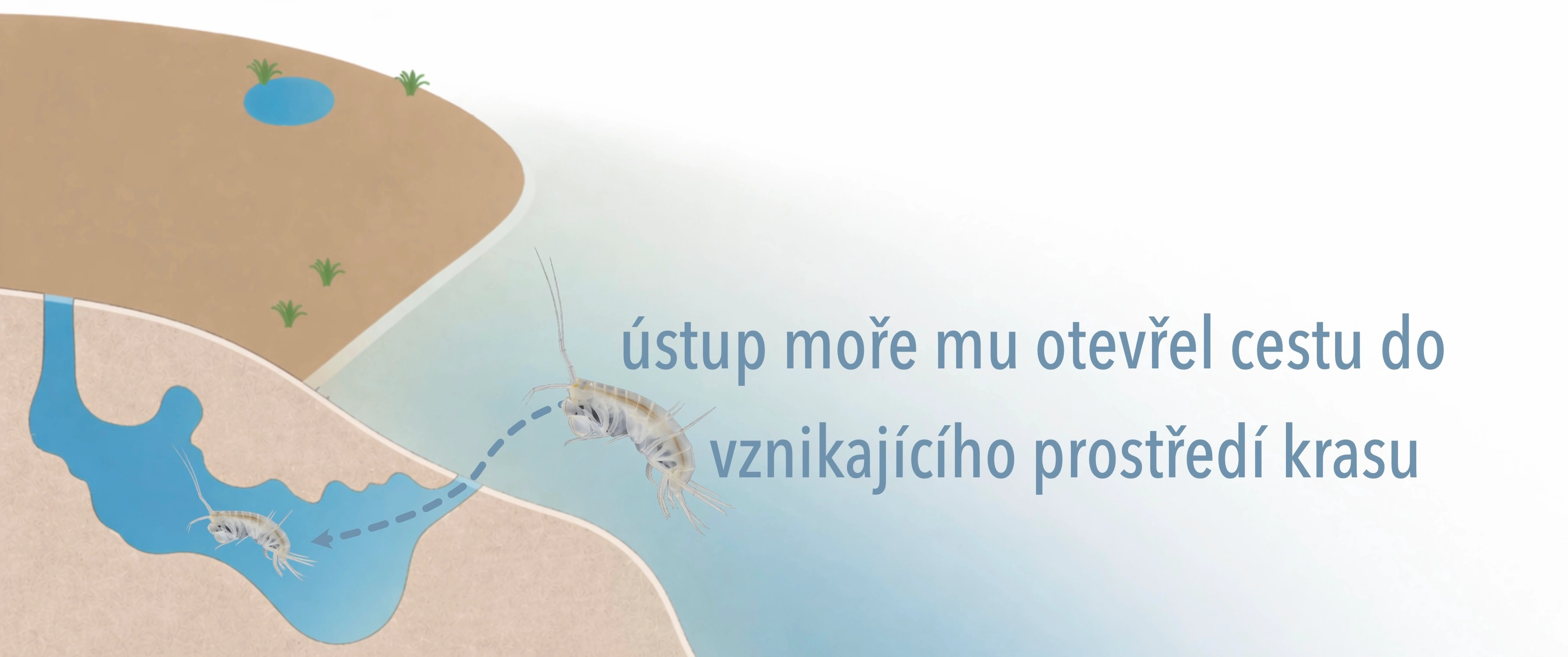 Adaptace niphargů na různé typy podzemních vod