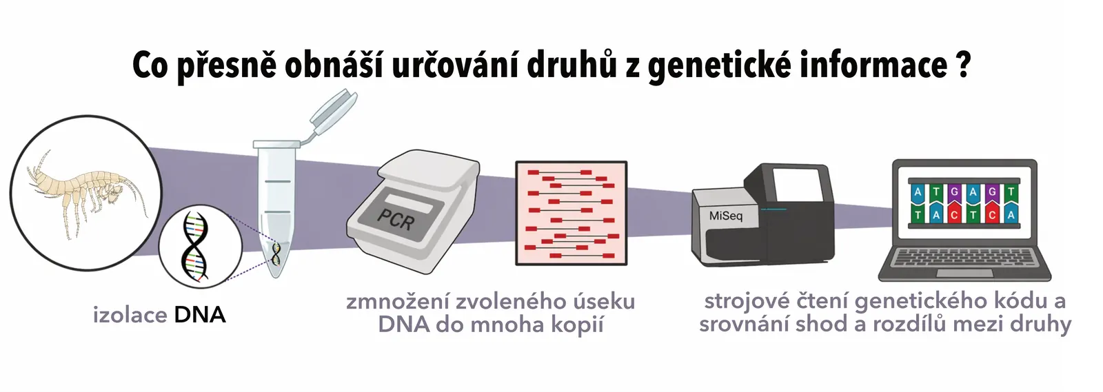 Konvergence podzemních blešivců